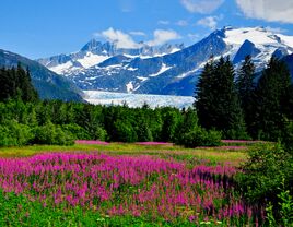 Mendenhall Glacier in Juneau, AK with Fireweed in bloom
