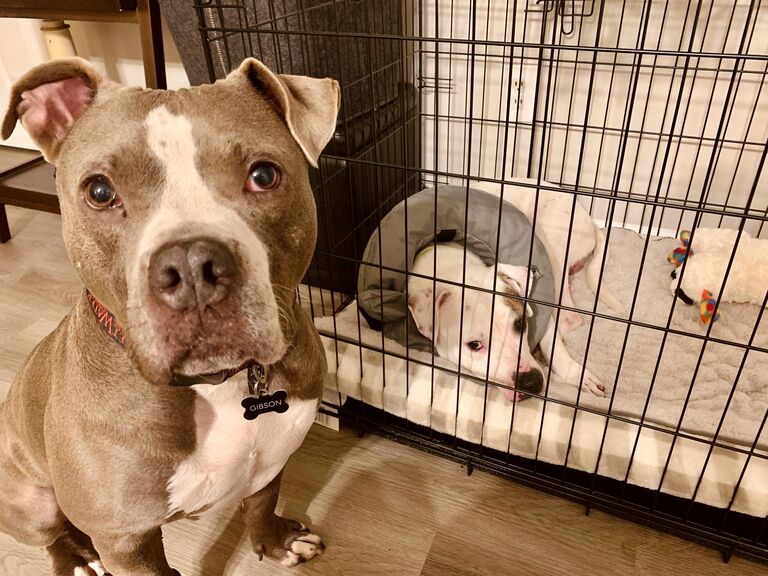 Gibson became a big brother to Charlie