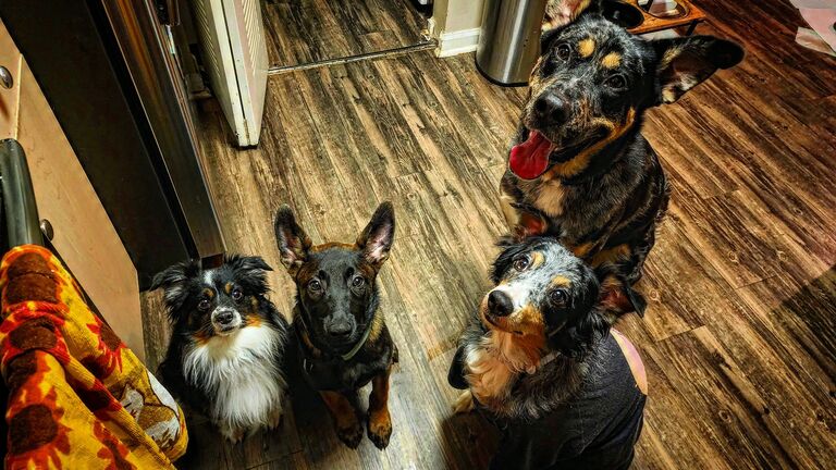 We Adopt Bane
.
.
4 dogs & 10 cats✌️🧡🐾