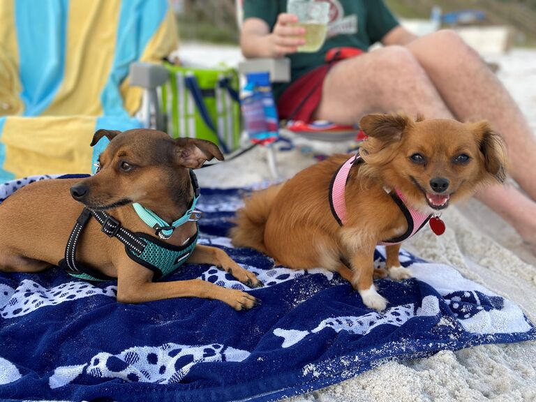 Betty and Darla enjoying their best lives at the beach - our little perfect girls!