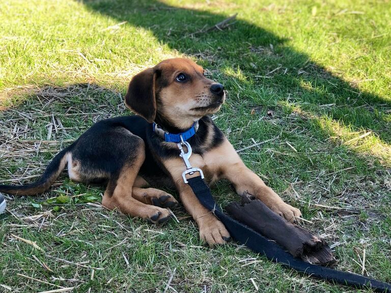 Our first furry friend – Theo! 