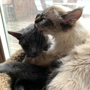 Gallery Photo 54