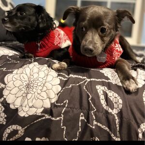 Gallery Photo 31