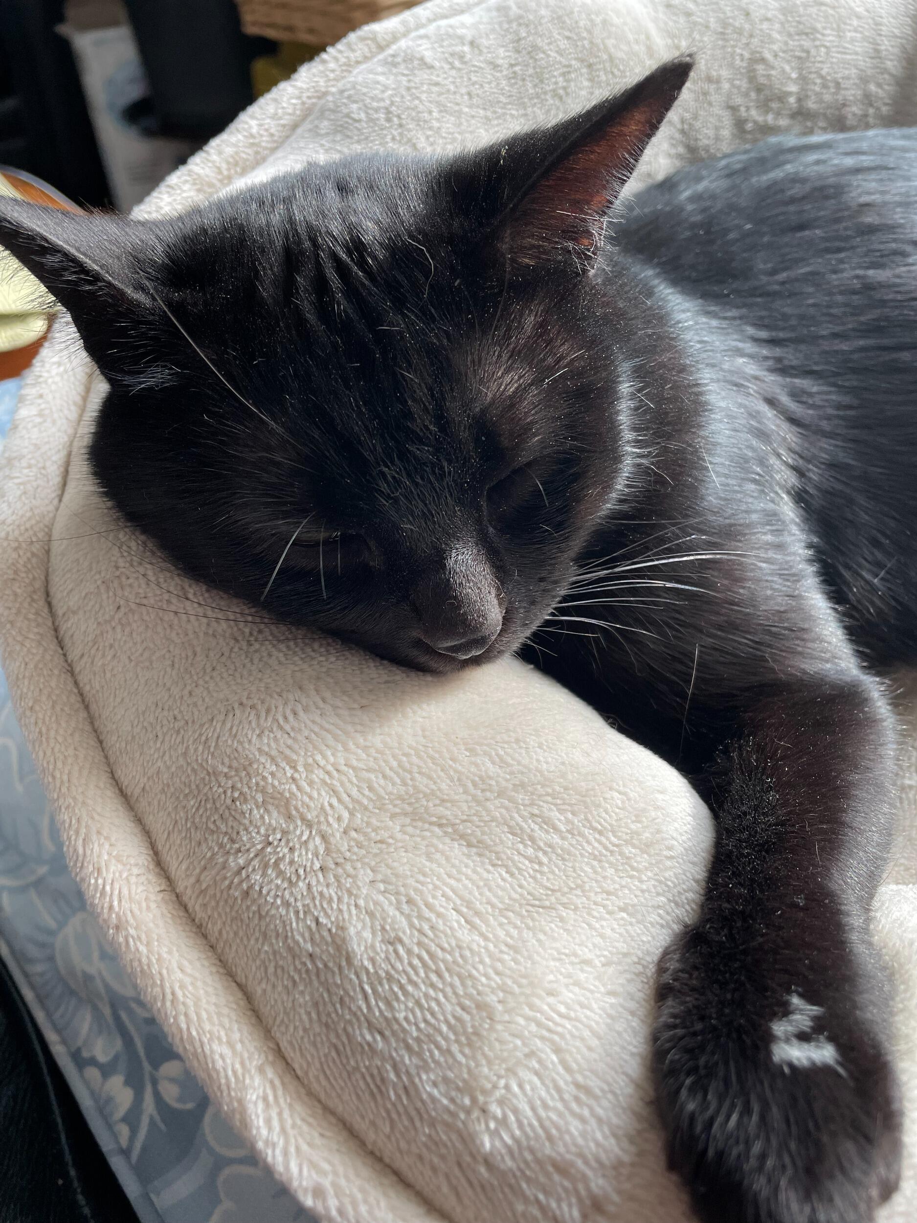 We adopted our second kitty Elvira!