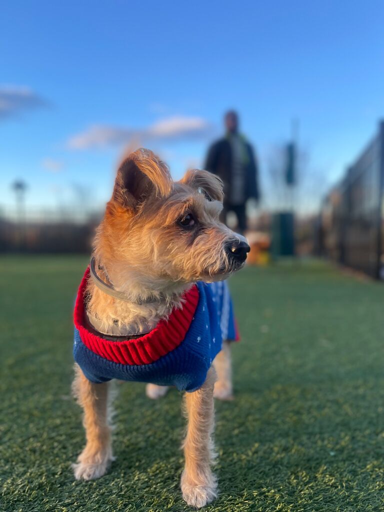 DeVaunt embracing being a dog dad to Durban during Thanksgiving weekend. 