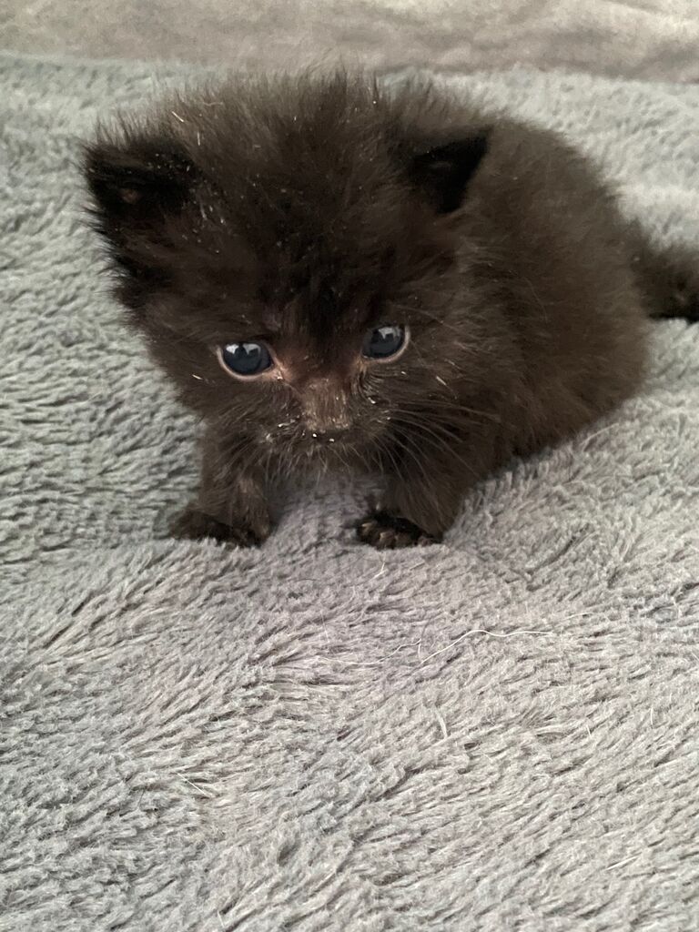 When they first moved to Florida, while buying a couch on craigslist, they got a couch and a kitten. 