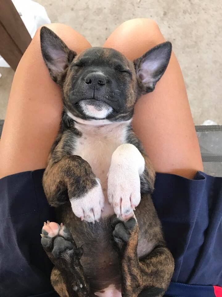 We adopted our first fur baby, Misty!