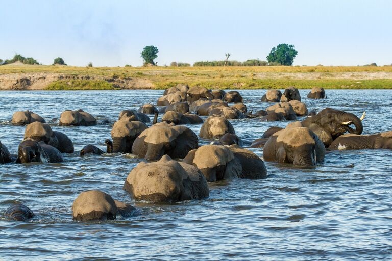 elephants walk through water in botswana in chobe national park
