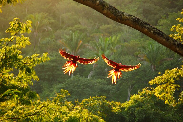 costa rica macaw flying in pairs for honeymoon travel agents couples