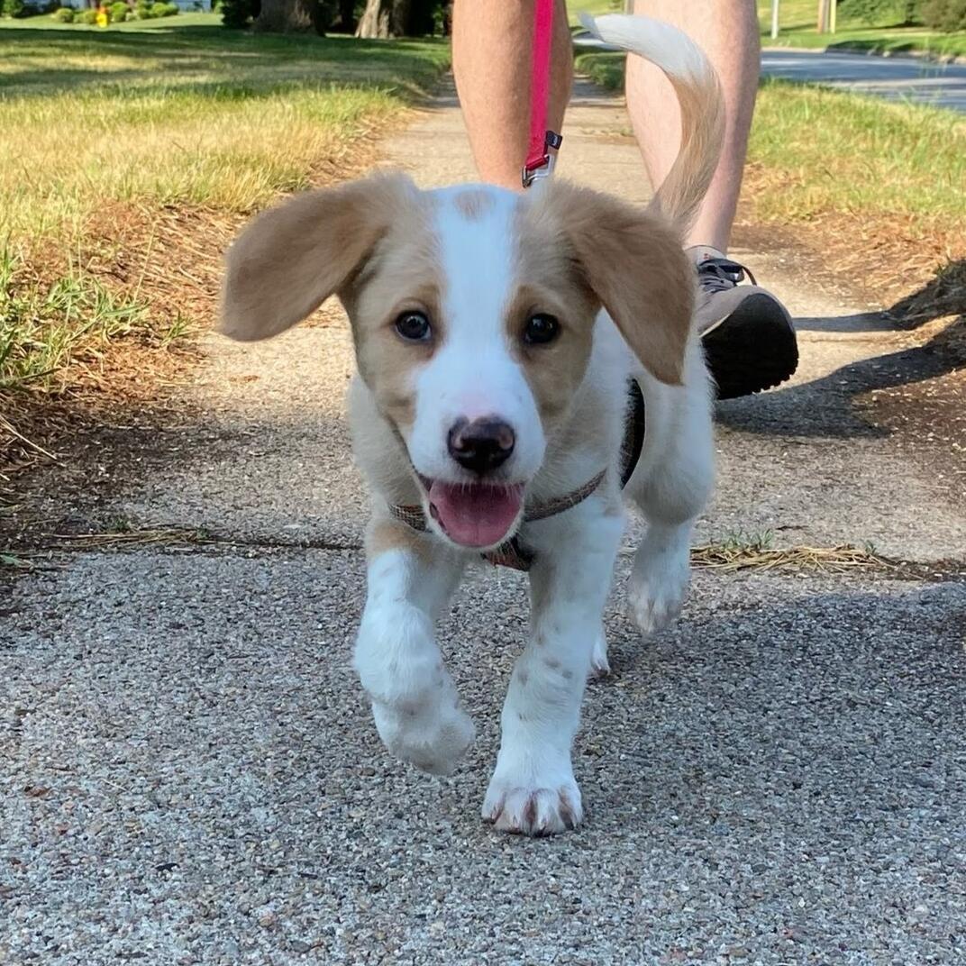 Added Yoshi to the Family! He is a Brittany Spaniel/Bordie Collie that we rescued from the Nebraska Humane Society.