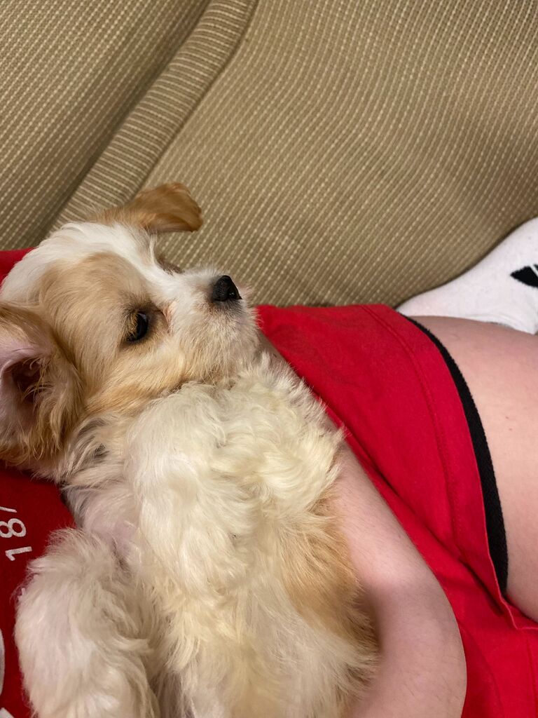 The Arciero Family’s Newest Member: Sophie! Meet Sophie, the sweetest (and fluffiest) addition to the Arciero family! 