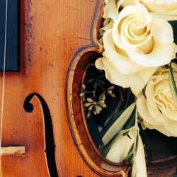 Solo Violin with Pam, profile image