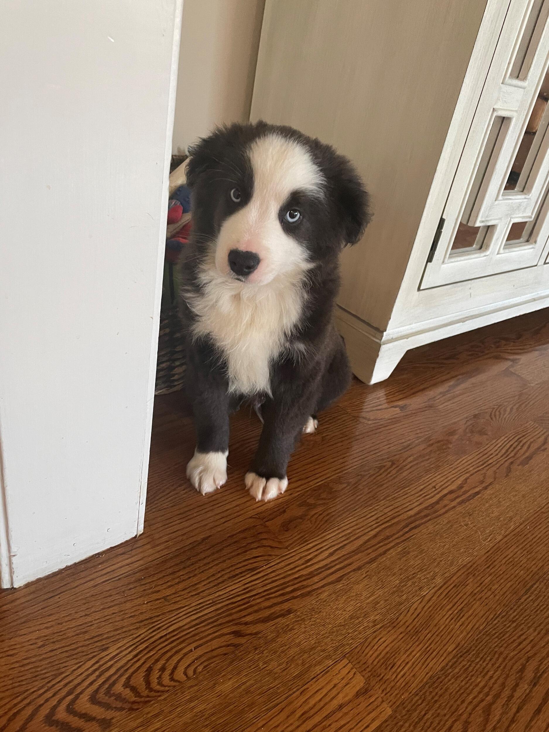 however, we needed to get a baby of our own. This is Ivan, our sweetest little guy.