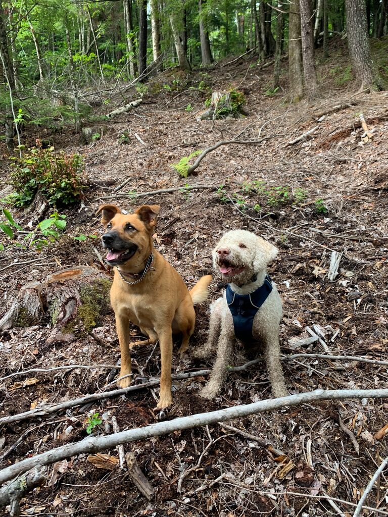 Backyard trail building with the pups