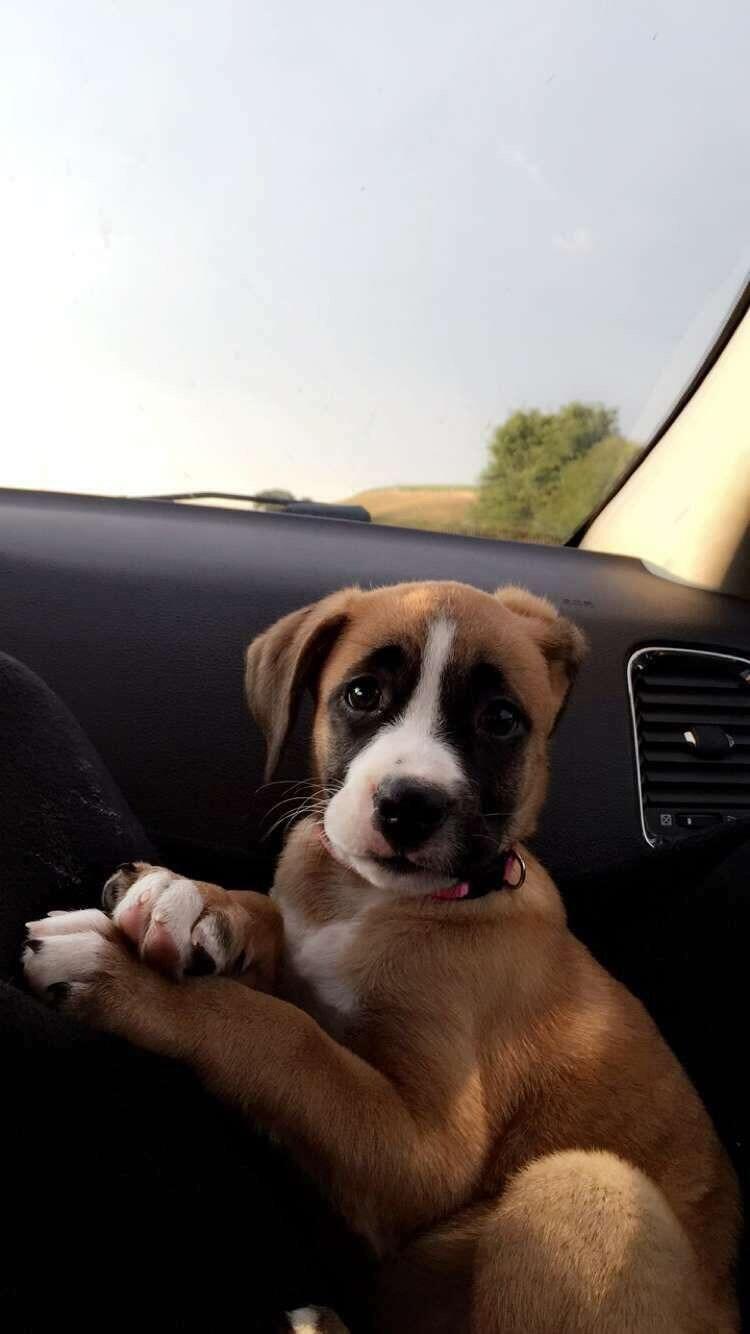 Getting Royal was not an easy choice. I was hesitant as I knew dogs were a lot of work. Zane convinced me it would be okay and that she doesnt shed. (if you have ever met Royal, you know this is a lie). From the moment she joined into our lives, we knew she was meant to be ours. She’s brought so much joy, love, and laughter into our home—our little fur baby who we spoil endlessly. We can’t imagine life without her!