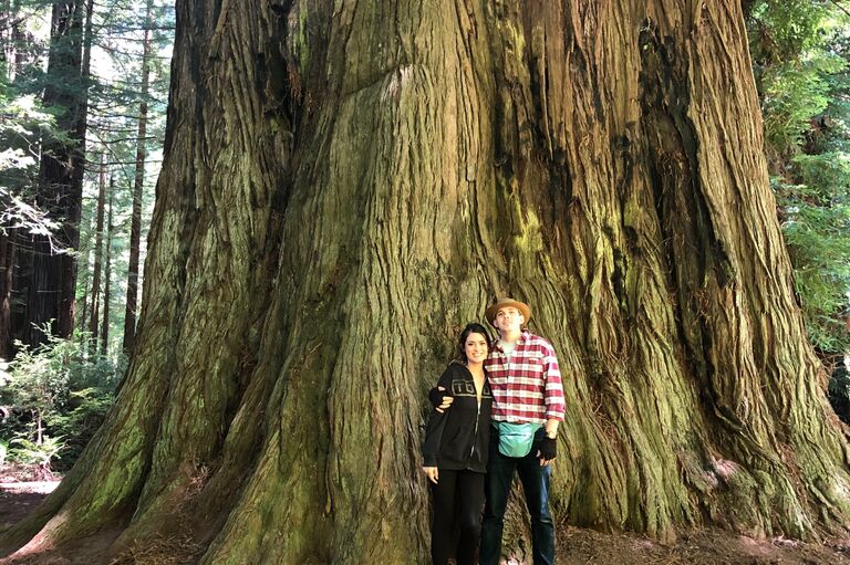 Redwood National Forest