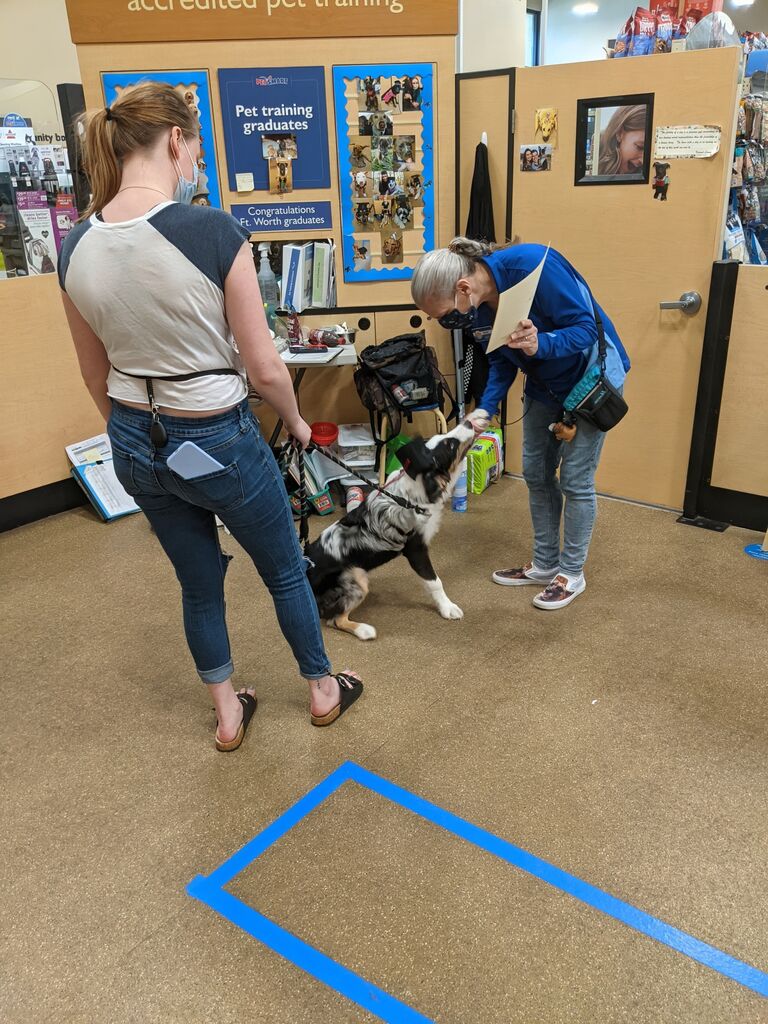 Appa graduating from Puppy School