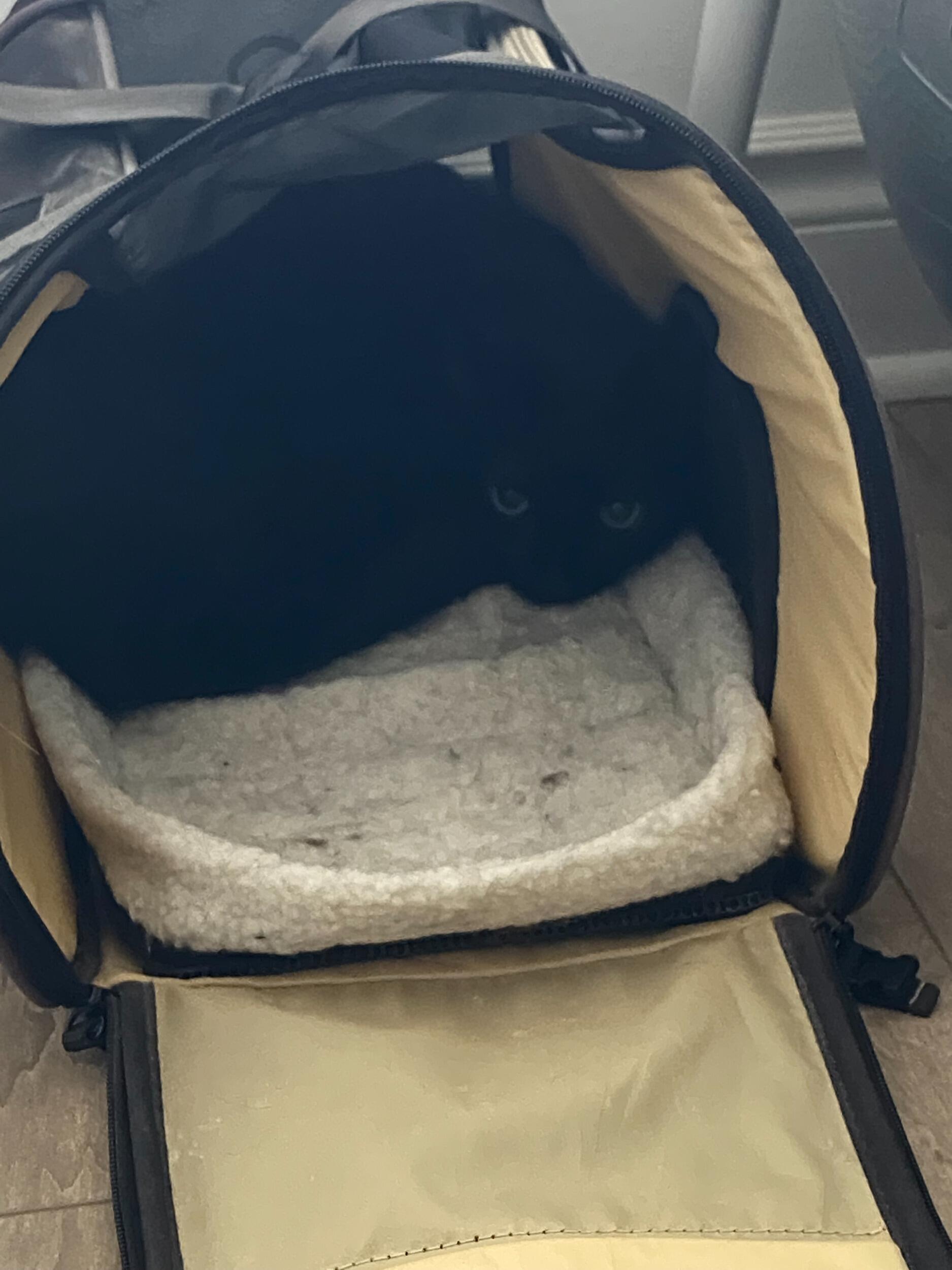 Tori & Anesty adopted a void...and then didn't see him for 3 months  