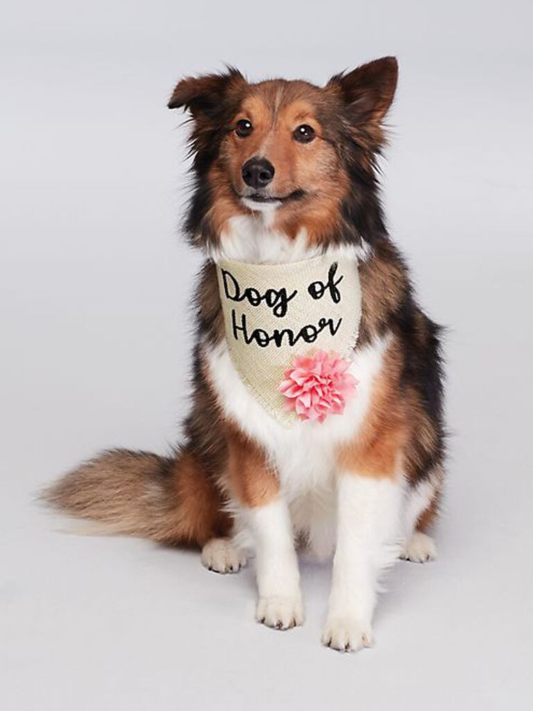 Dog wearing special wedding bandana