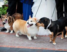 Corgis at a wedding