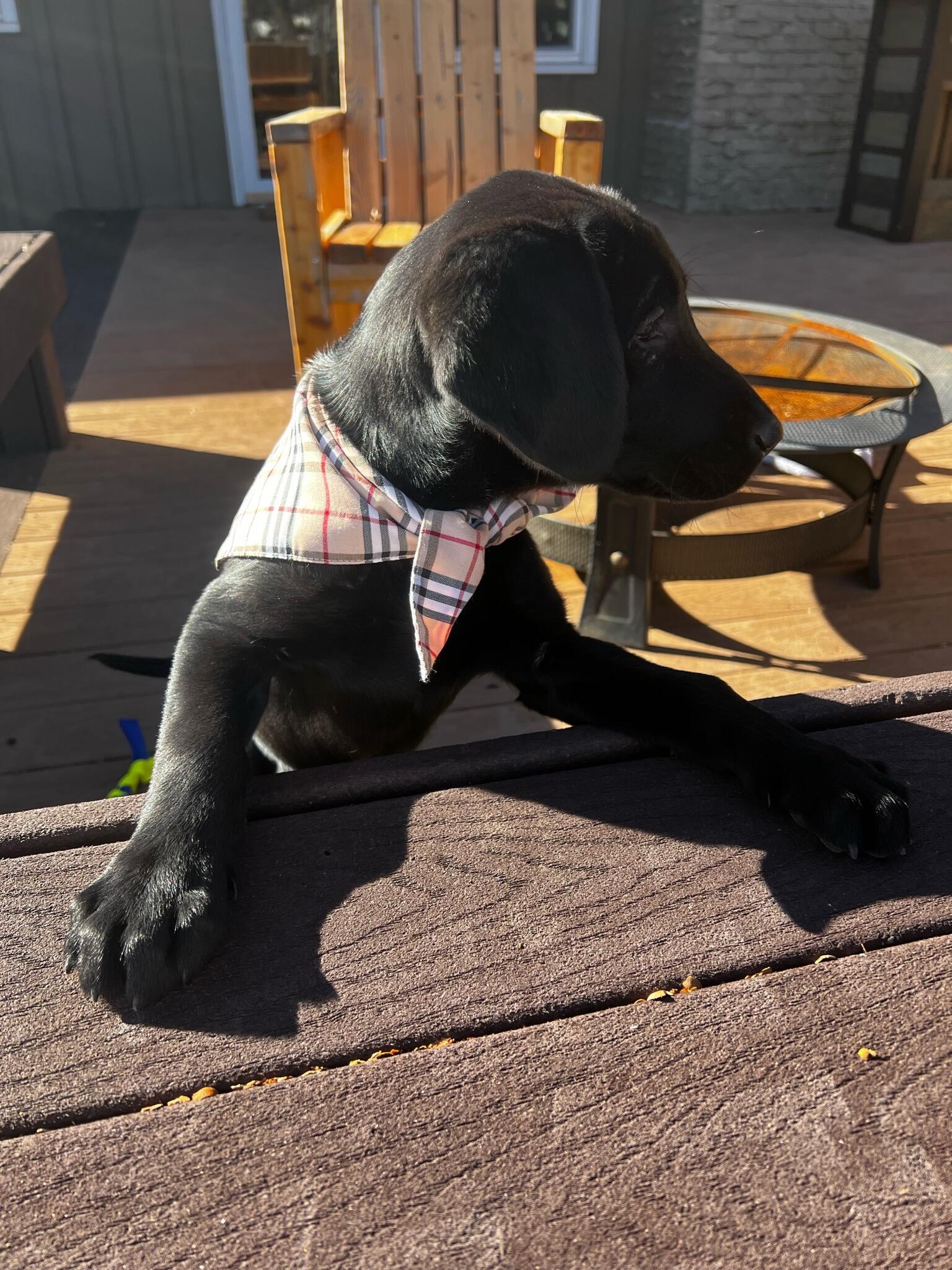 Got our sweet girl, Frankie, and fell so in love with her!
