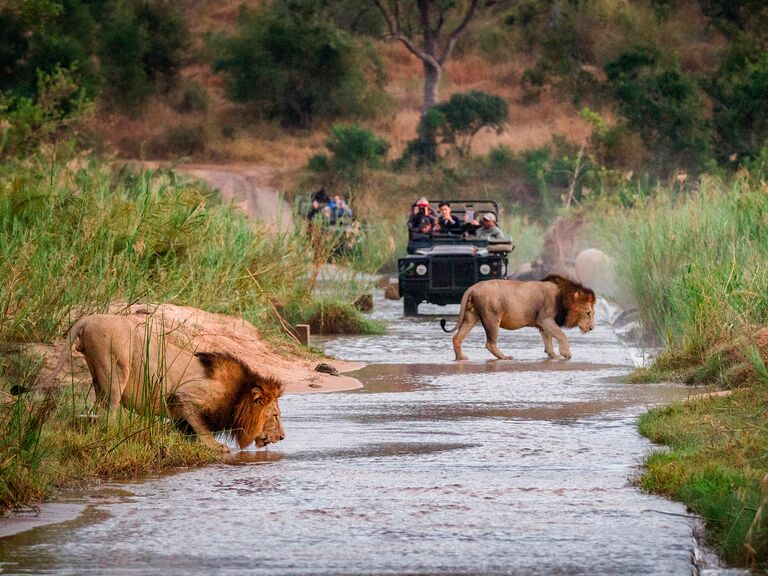 Lion sighting on the safari in South Africa