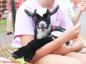 Barn Babies Traveling Petting Zoo - Petting Zoo - Lakeville, MA - Hero Gallery 2