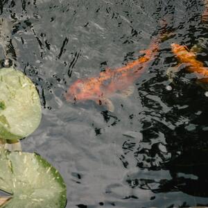 Gallery Photo 27