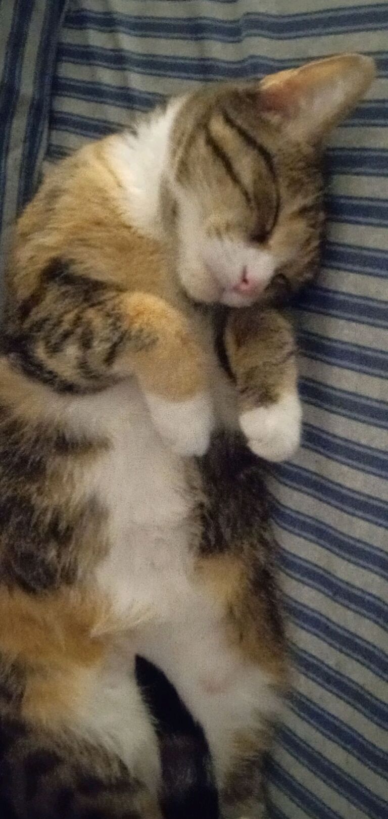 We got Stang, who was three years old already. She loves little balls to fetch and being a general butthead