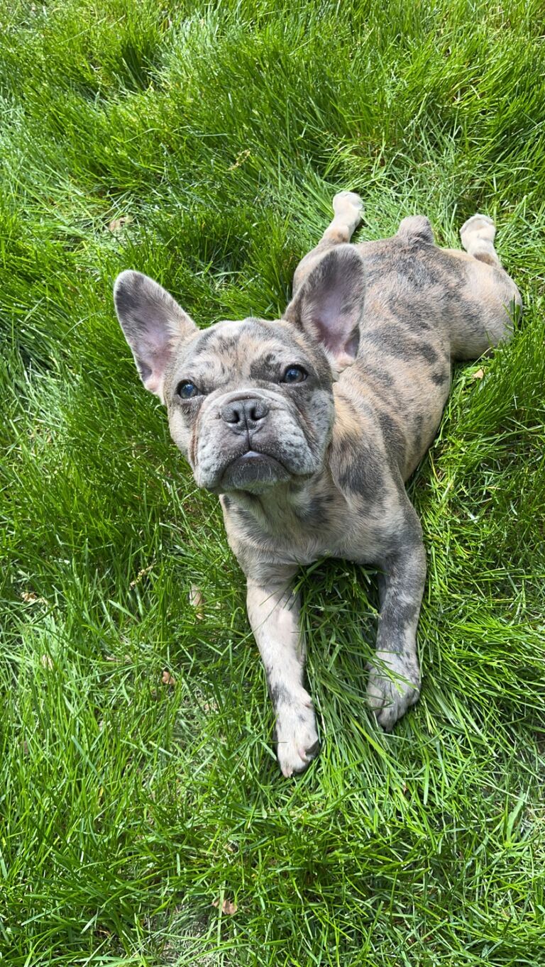 Our puppy, Luna!