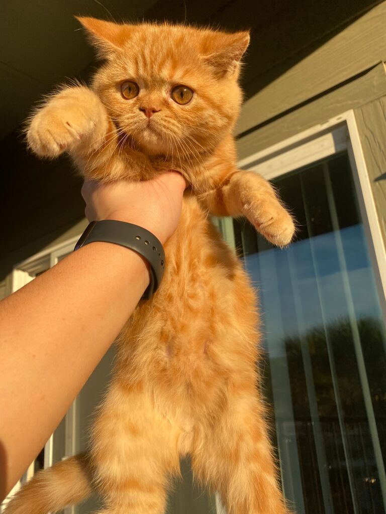 One could say Jordan is one cat away from being an official Crazy Cat Lady, Ritz joined the family!