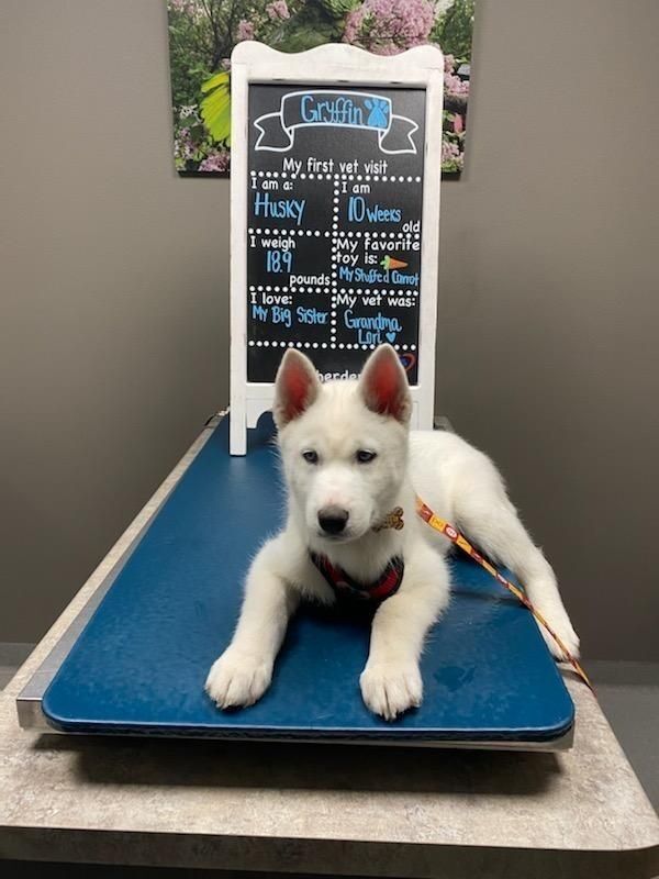 Bryce and I decided that one dog wasn't enough so we brought home our sweet boy Gryffin.