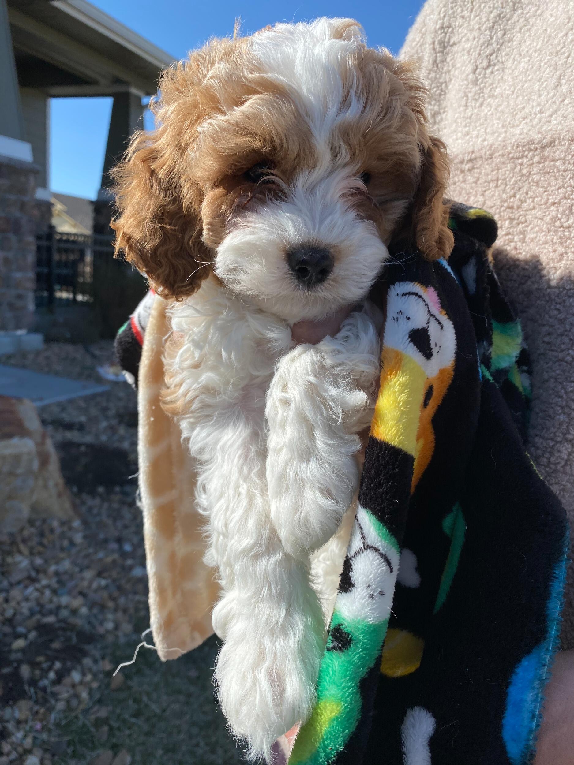 Picking up Tucker.