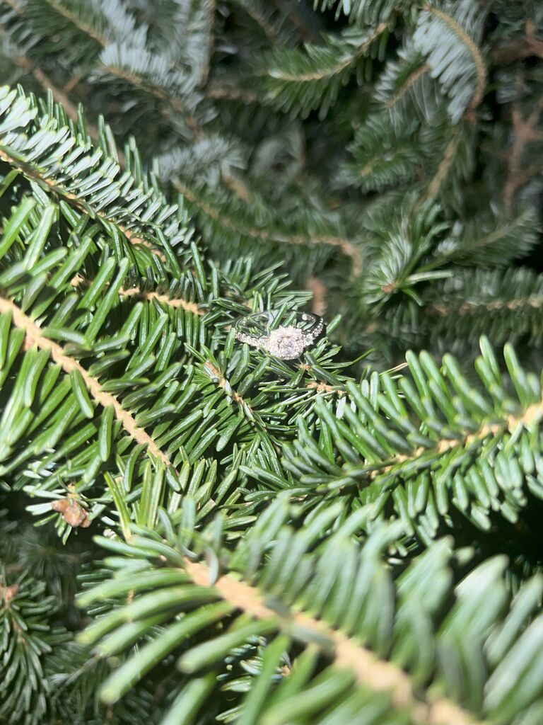 My ring in the tree he proposed in front of :)