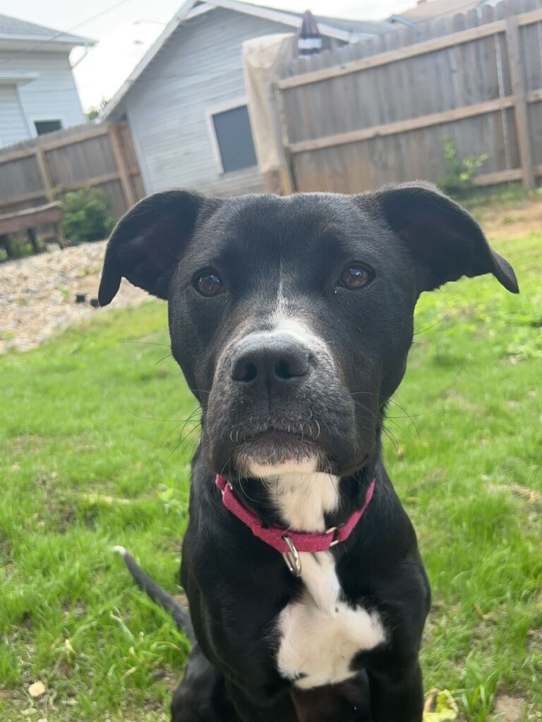 Adopted Lilly