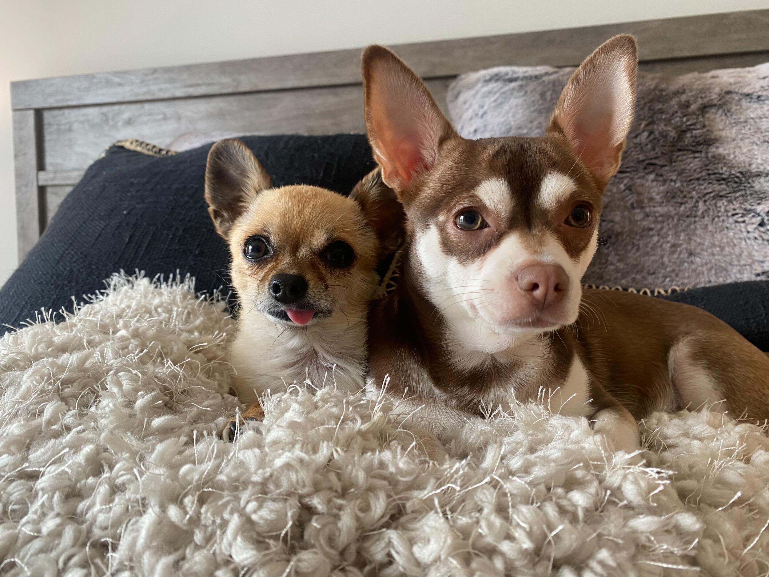 They became kinda best friends! Chimi liked being an only child.