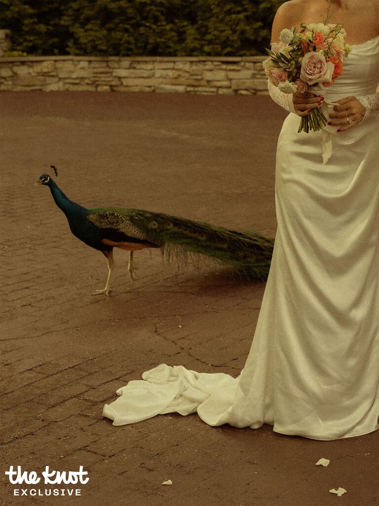 Peacocks roaming Tommy Winkler's wedding venue