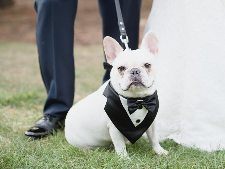 Dog tuxedo