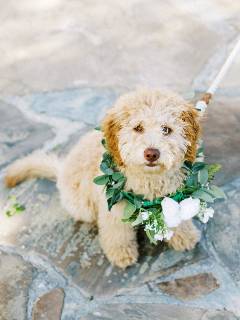 golden doodle puppy wearing a collar of greenery and white flowers for wedding day