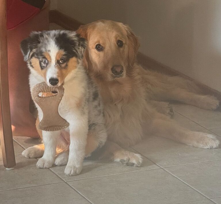 🎉 We have been working hard wedding planning as the day is inching closer! Paisley and Piper have been GREAT help! We can't wait to celebrate with everyone SO SOON! 🎉