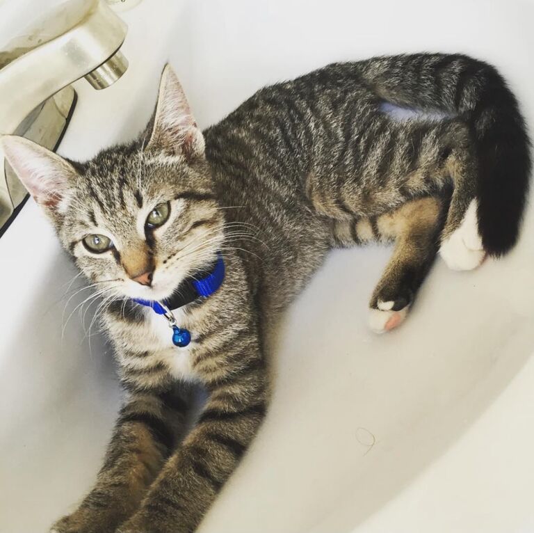 Nick adopts Walter from the PAWS Animal Shelter in Philadelphia.