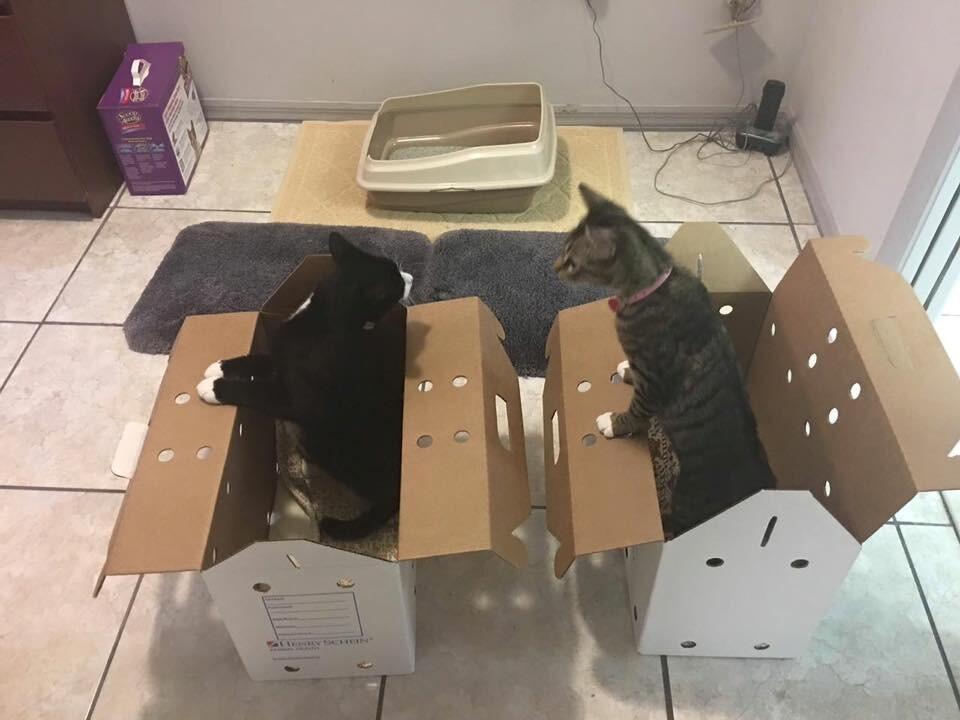 The day we adopted Lexie and Cobie and our lives were furrrever changed!