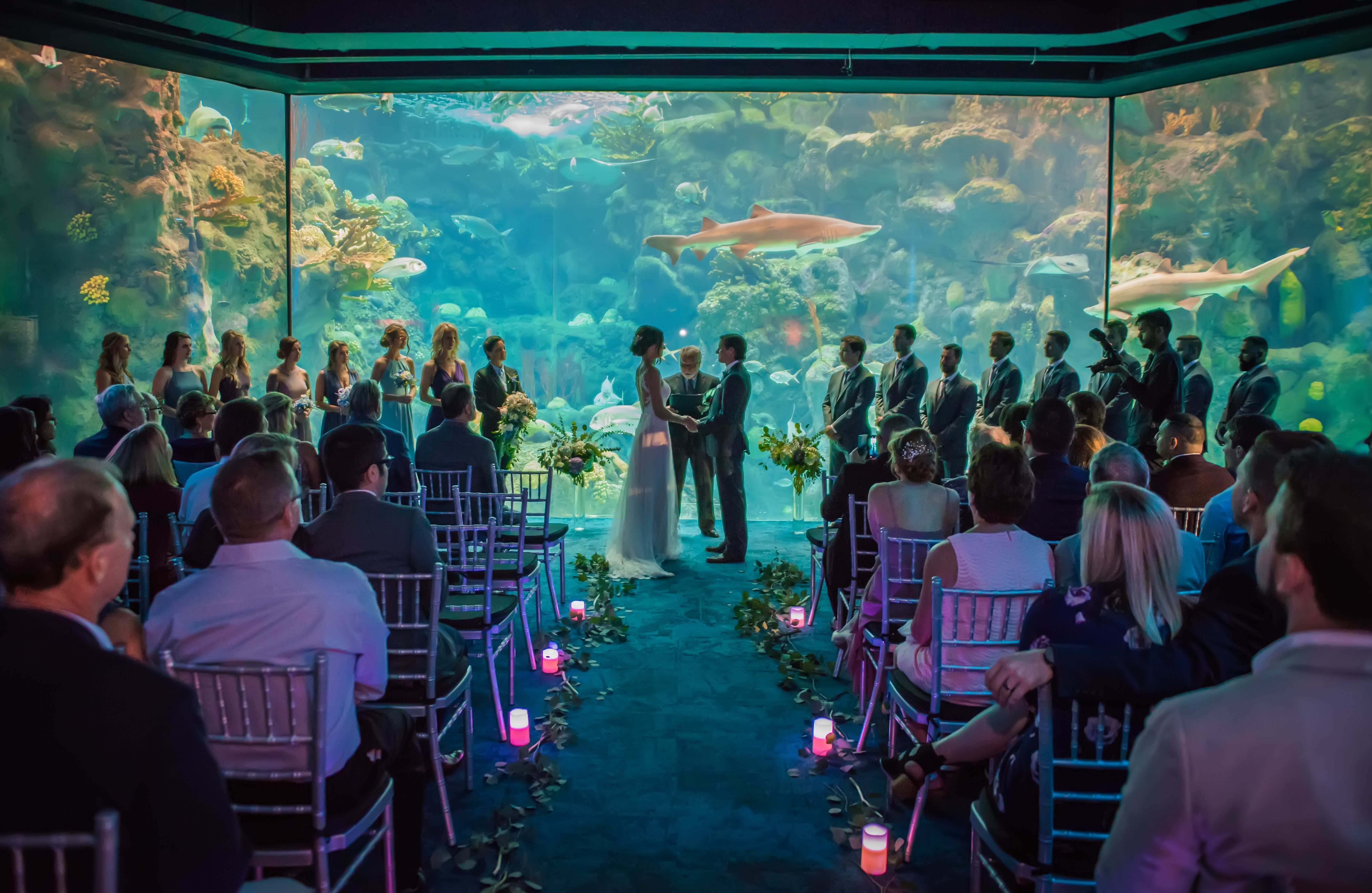 The Florida  Aquarium Reception Venues Tampa  FL 