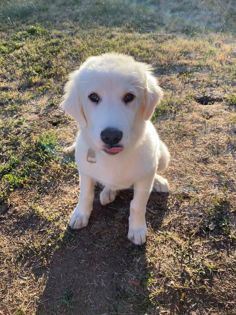 Brought home our fur baby Wilson