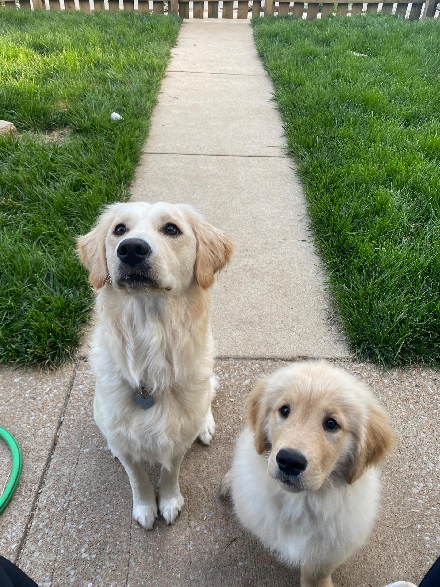 Lady and Clyde became best friends quickly through lots of tug-of-war! 