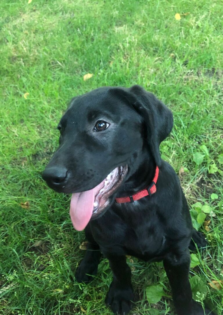 We got our second dog, Luna