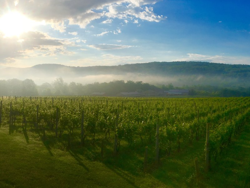 13 Winery Wedding Venues in New Jersey to Toast to Forever