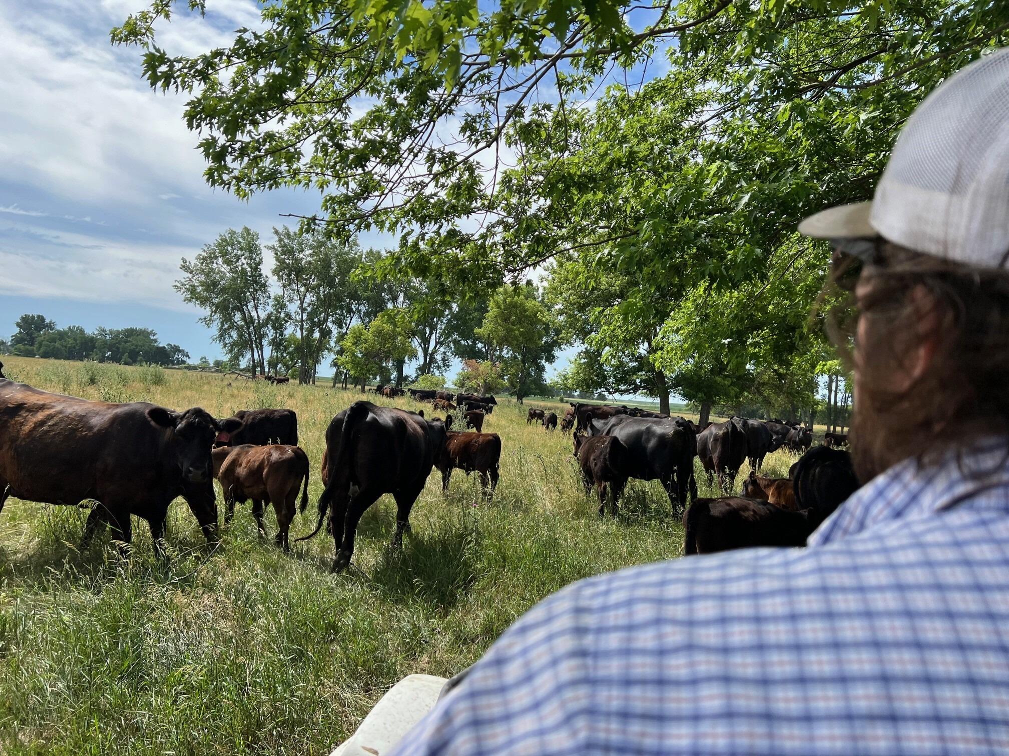 They say if you can work cows together, you can do anything. 