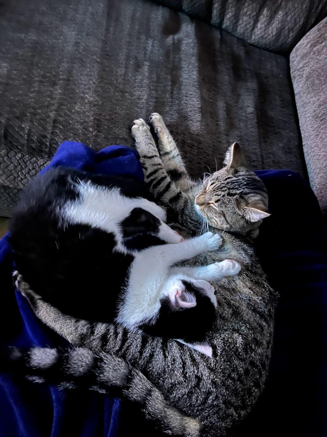 The day that Tua came into our home and we became a family of four!