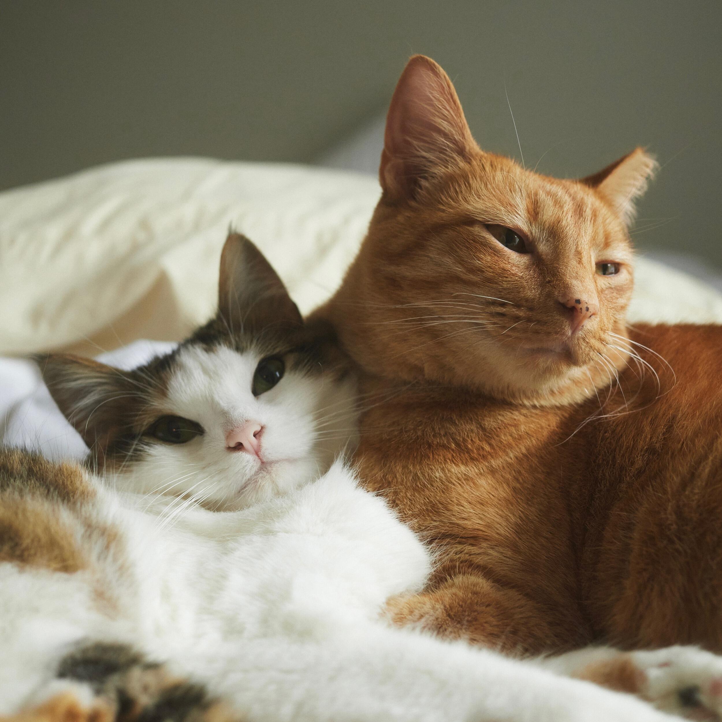 Home - Kit Kat & Moo Moo